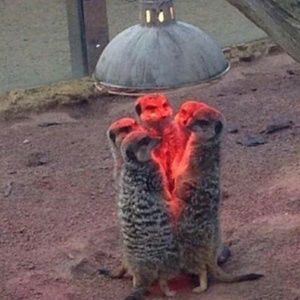 Meet your Posher, Sam